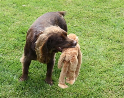 Happy pet Swinger baviaan