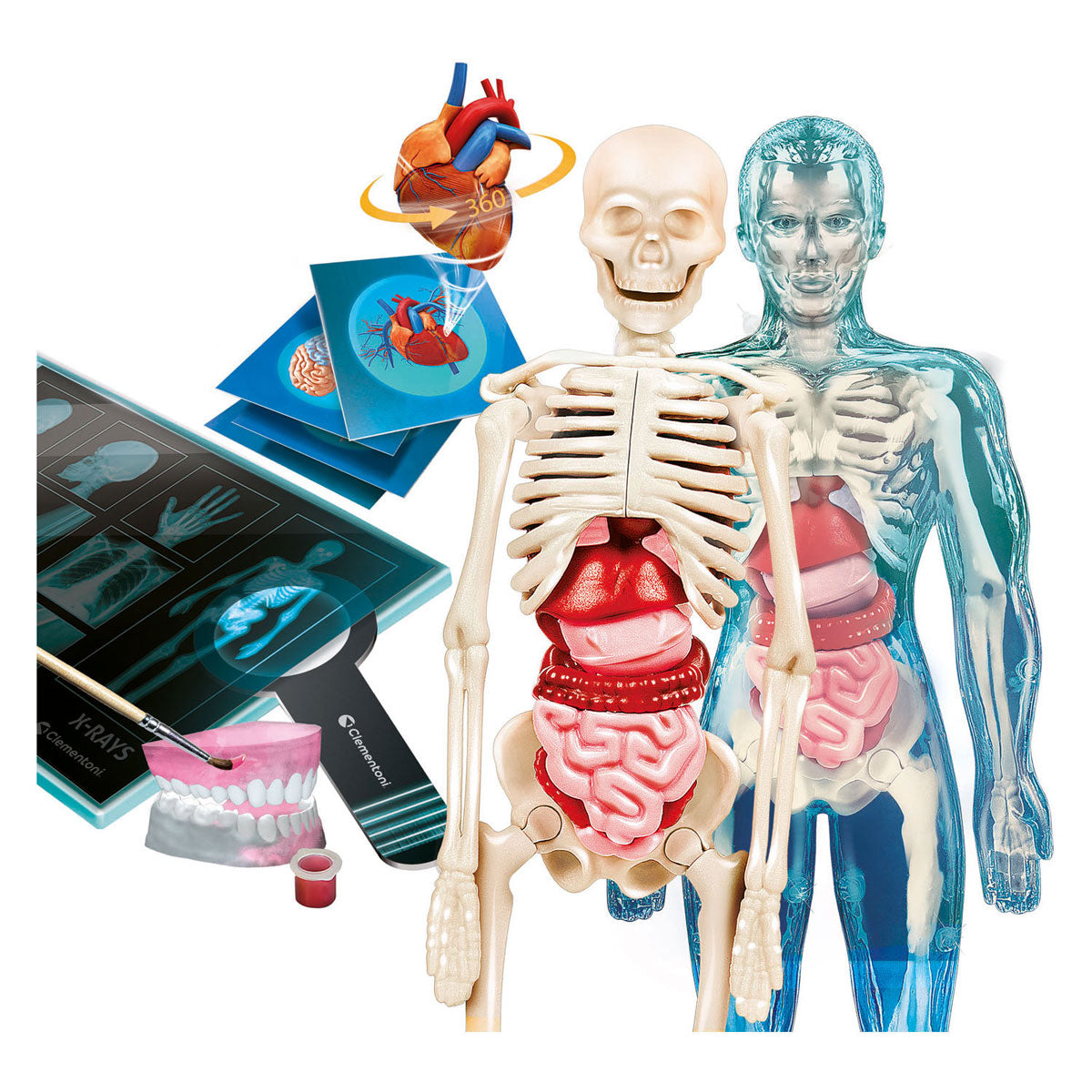 Clementoni wetenschap super anatomie