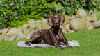 Trixie koelmat soft grijs