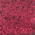 Creativ company glitterlijm donkerroze, 25ml