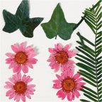 Creativ company gedroogde bloemen en bladeren lichtrood, 19dlg.