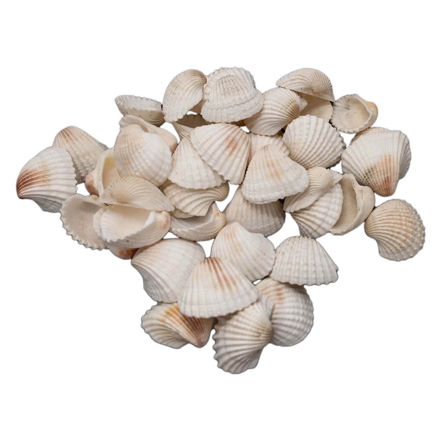 Colorations - grote ark schelpen, 500 gram