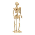 Houten Bouwpakket Skelet