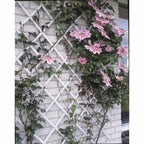 Nature tuinlatwerk 100x200 cm pvc wit 6040703