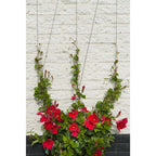 Nature spandraadsysteem voor klimplanten 6040760