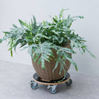 Nature planttrolley rond rolplank (zwart)