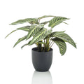 Emerald kunstplant in pot zebrina calathea 38 cm