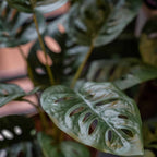 Emerald kunstplant in pot monkey monstera struik 43 cm
