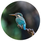 WallArt WallArt Behangcirkel The Kingfisher 190 cm