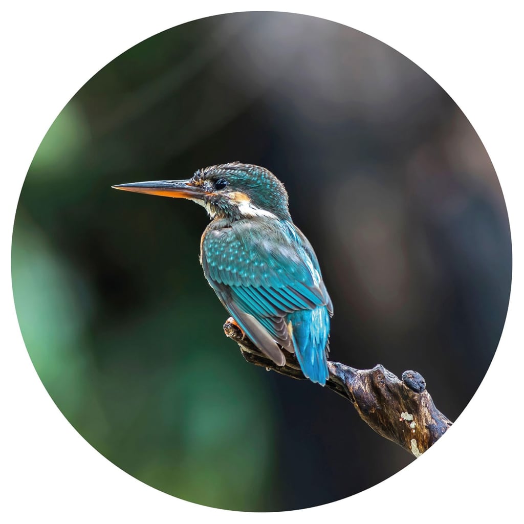 WallArt WallArt Behangcirkel The Kingfisher 190 cm
