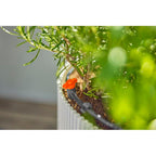 Gardena startset voor balkon - 13401-20 13401-20