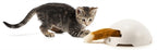 Frolicat Fox den