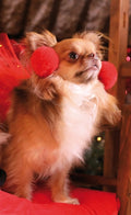 Croci Kerst haarclips pon pon