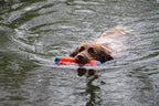 Chuckit amphibious bumper assorti