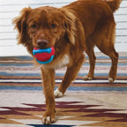 Kong - - jaxx brights ball