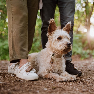 Tickless Eco teek en vlo afweer voor mensen bruin