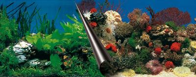 Ebi Foto achterwand stone+coral