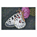 Hama DIY Art Vlinder (10.000st.)