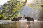 puzzel Elephants 73 x 48 cm karton 1000 stukjes