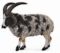 Boerderijdieren Schaap Jacob
