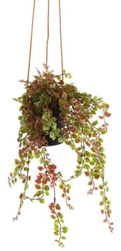 kunstplant Dischidia nummularia 33 x 23 cm groen