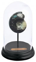 ammoniet in stolp 16,4 x 25 cm hout/glas