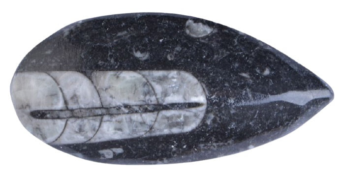 fossiel Mossel 6 x 6 x 4 cm steen zwart