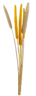 droogbloemen Babala 65 cm geel/naturel 5 stuks