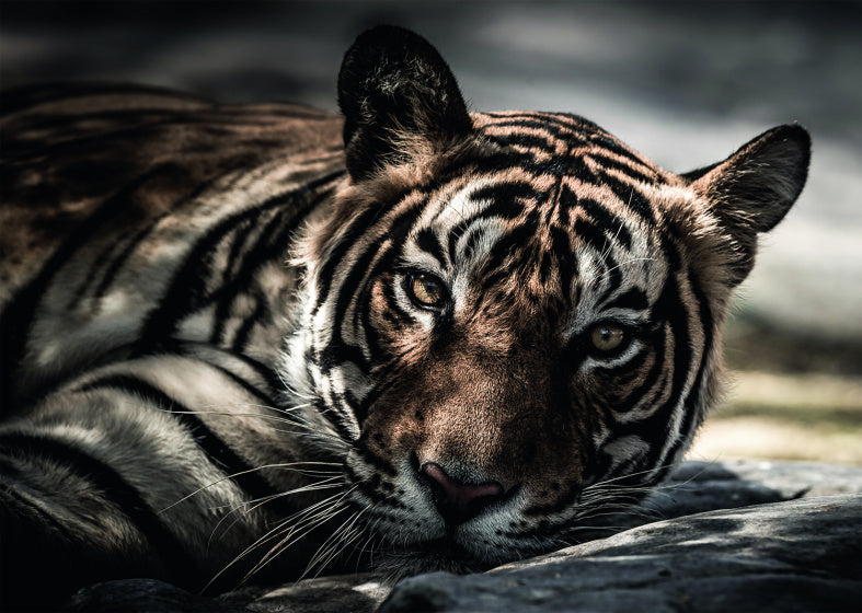 legpuzzel Eye of the Tiger 1000 stukjes